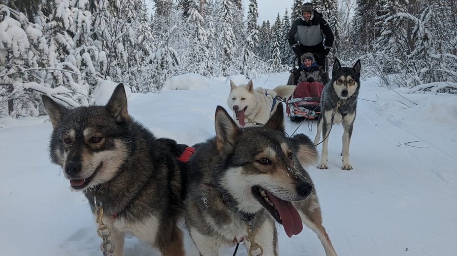 Frontal huskies